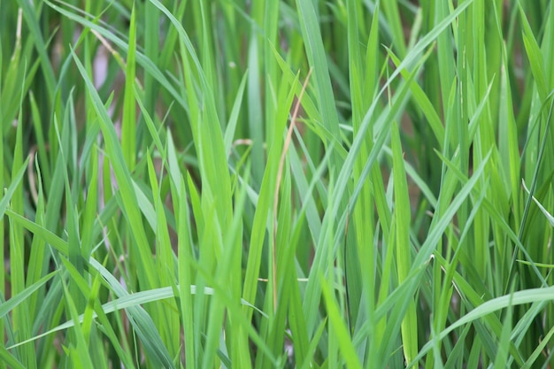 green trees