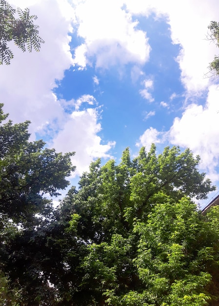 Green treetops and creamy clouds