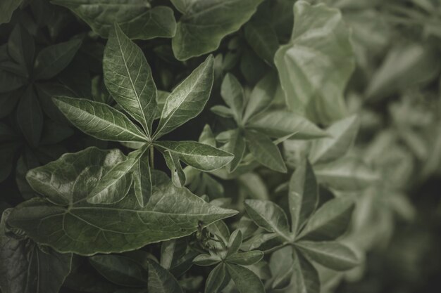 Green tropica leaves in dark background.Low key and macro photography for spring time background.