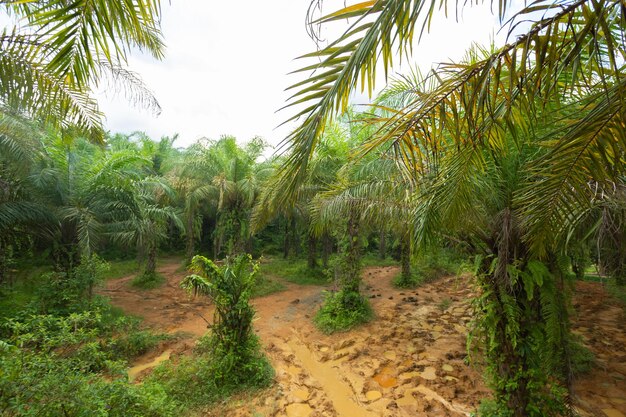 Green tropical forest path through green jungle hiking in
thailand jungle background