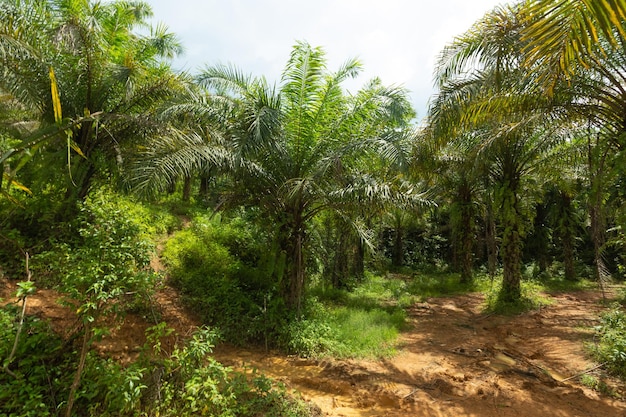 Green tropical forest path through green jungle hiking in\
thailand jungle background