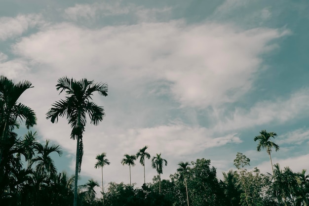 Green tropical forest with blue sky nice view