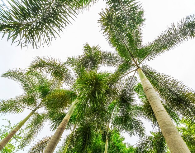 A green tropical forest