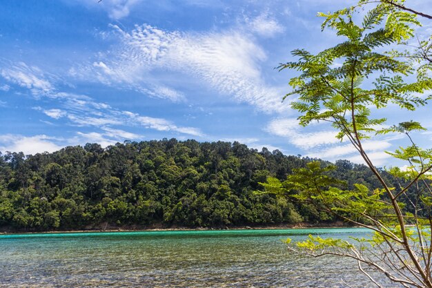 정글로 덮여 녹색 열대 섬