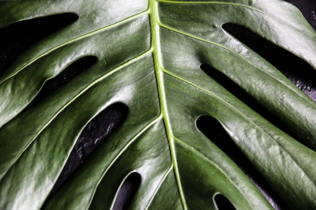 Green tropical leaf on black background. Monstera houseplant. Eco friendly photo.