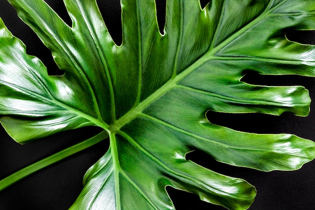 Green tropical leaf closeup on black background