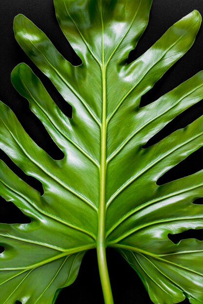 Green tropical leaf closeup on black background