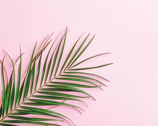 Green tropical leaf on pink background flatlay