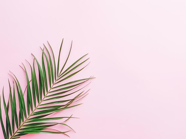 Green tropical leaf on pink background flatlay