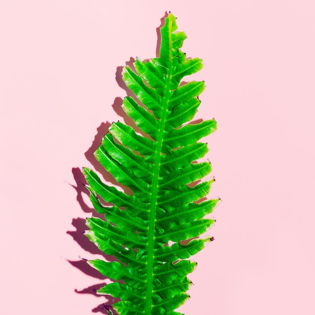 Green tropical leaf on  pink. Minimal art