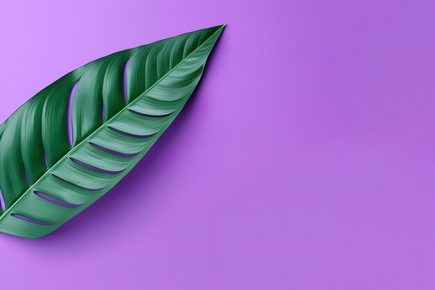 Green tropical leaf on a purple background with copy space