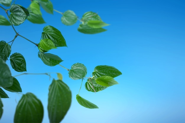 Photo green tropical leaf