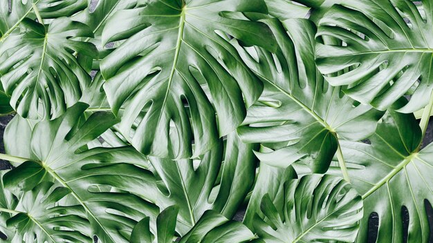 Green tropical leaves background. Monstera houseplant. Eco friendly photo.