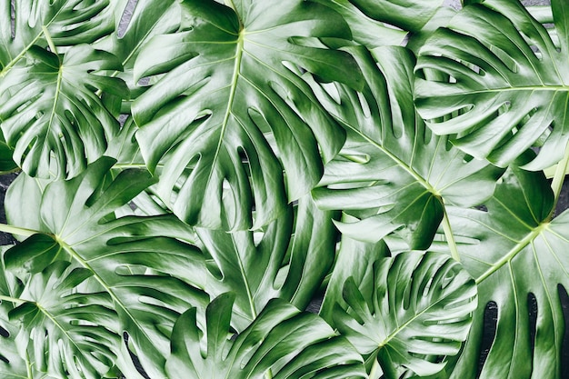 Green tropical leaves background. Monstera houseplant. Eco friendly photo.