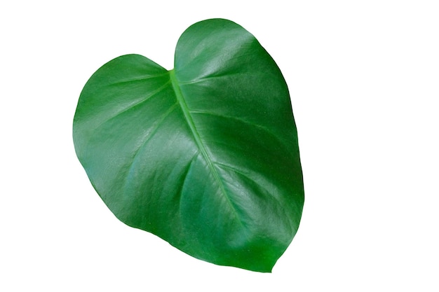 Green tropical leaves isolated on a white background