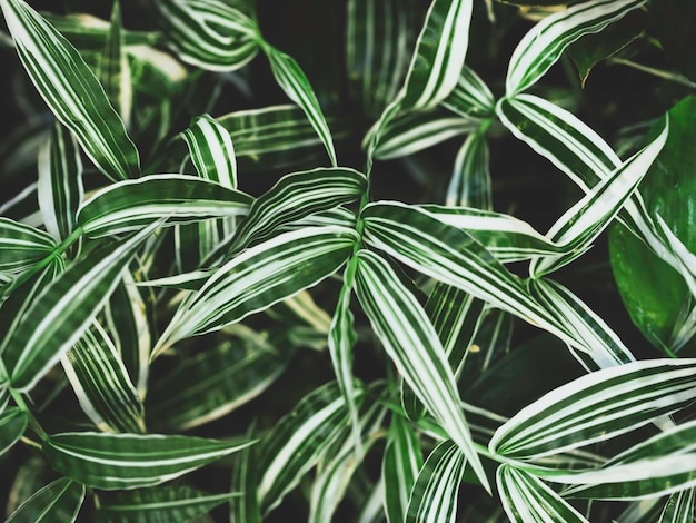 зеленые тропические листья натуральный текстурированный фон