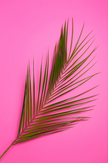 Фото Зеленые тропические листья пальмы на розовом фоне