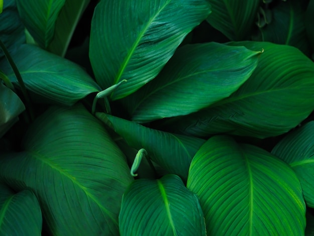 Green tropical leaves pattern background, Natural background and wallpaper. 