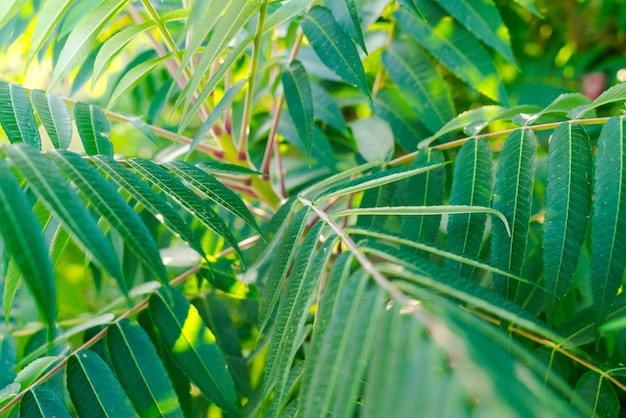 green tropical leaves on a sunny day closeup selective focus