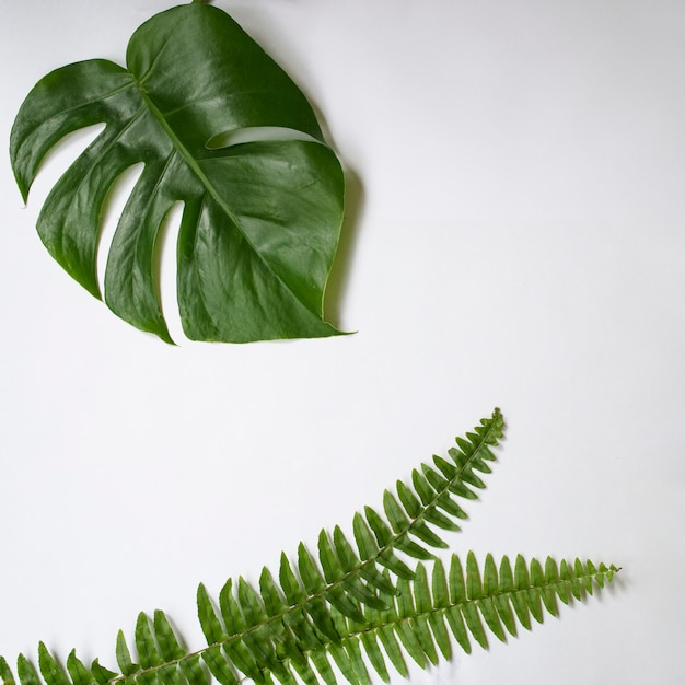 Green tropical leaves on white background. 