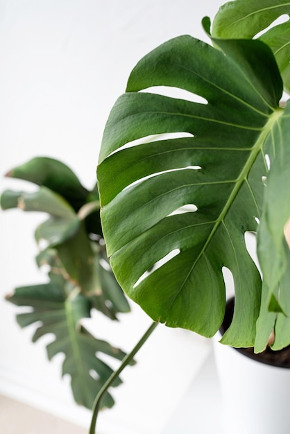 Фото Зеленые тропические растения монстера на туалетном столе в светлом и воздушном интерьере комнаты