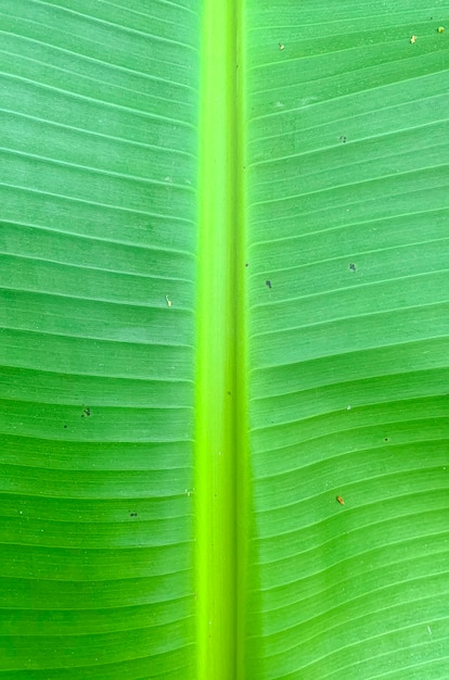 Photo green tropical palm leaf background. 