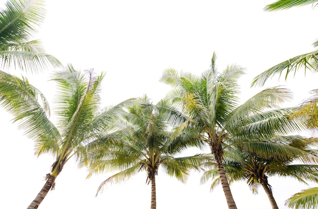 Green tropical palm leaf Tropical fresh coconut palm leaves frame isolated on white background.