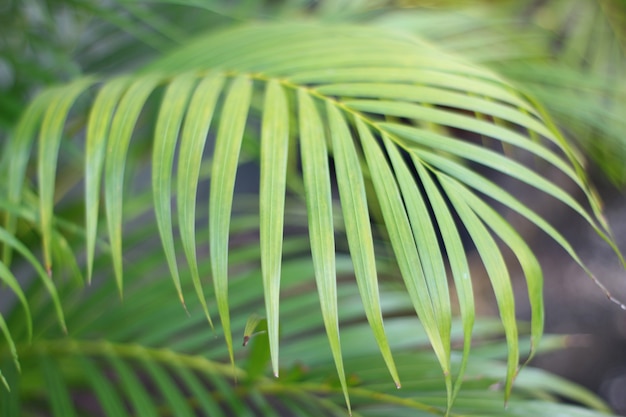 Green tropical palm leaf with shadow on white wall