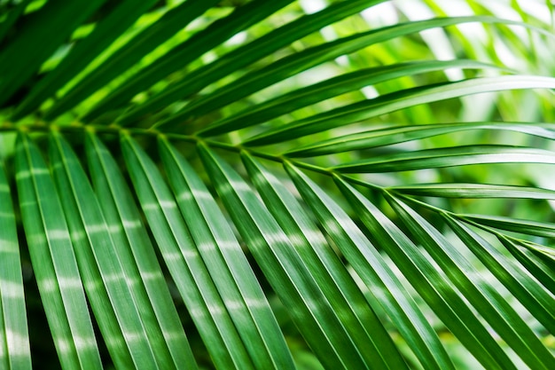 Green tropical palm leaf with sunlight background