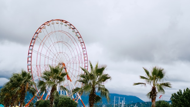 Green tropical palm tree with big ferris wheel and sky. Batumi, Georgia