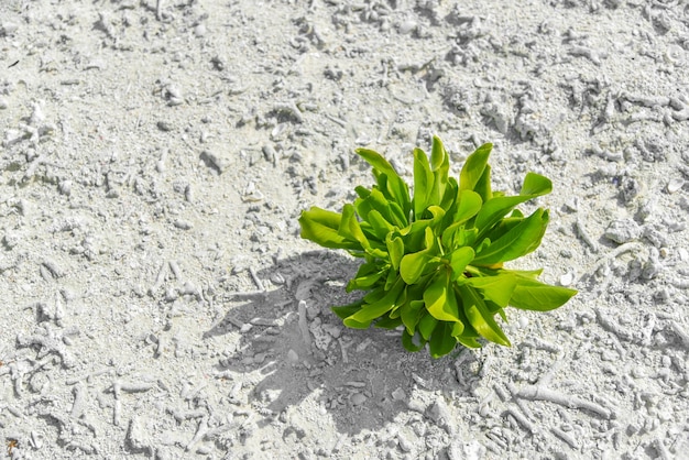 サンドバンクのビーチサンドの緑の熱帯植物