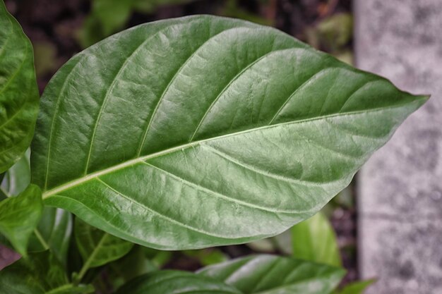 庭のクローズ アップで緑の熱帯植物