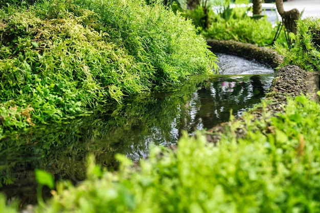 Green tropical plant growth with stream flowing in the garden