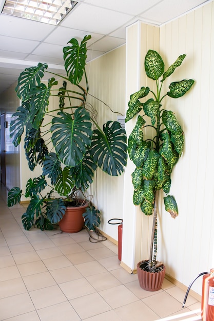 Green tropical plants in interior of office