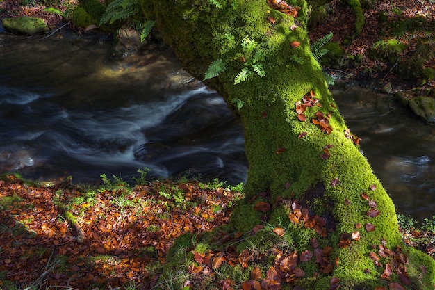 Foto un tronco verde di un faggio in autunno