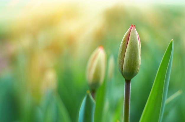 Green tulip bud Spring background with copy space