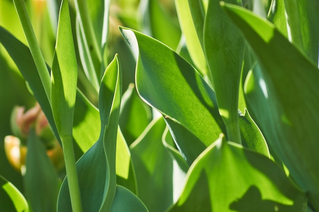 Green tulip leaves background. Lush fooliage in spring garden