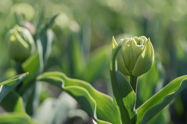 Green tulips