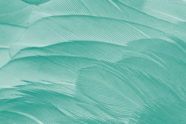 Green turquoise color trends feather texture background