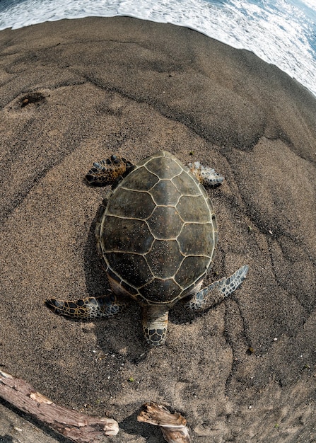 Green Turtle on the beach in Hawaii