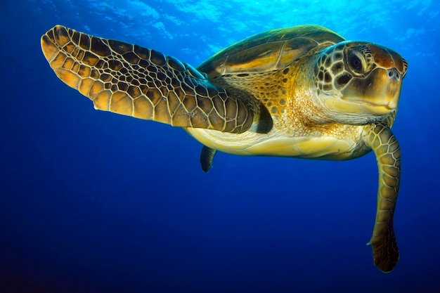 Green Turtle in the blue