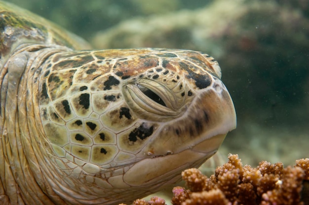 A green turtle close up portrait in Sipadan, Borneo, Malaysia