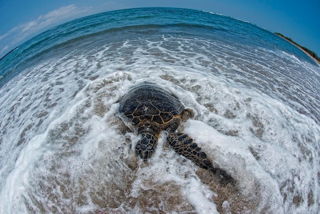 Green Turtle on sandy beach