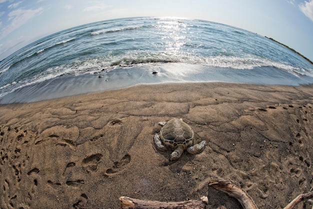 Green Turtle on sandy beach