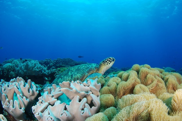 アオウミガメ。フィリピン、アポ島の海の生物