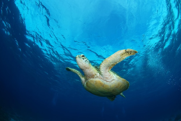 アオウミガメ。フィリピン、アポ島の海の生物