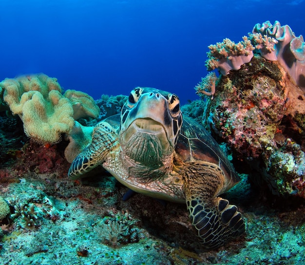 アオウミガメ。フィリピン、アポ島の海の生物