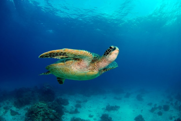 アオウミガメ。フィリピン、アポ島の海の生物