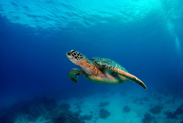 アオウミガメ。フィリピン、アポ島の海の生物