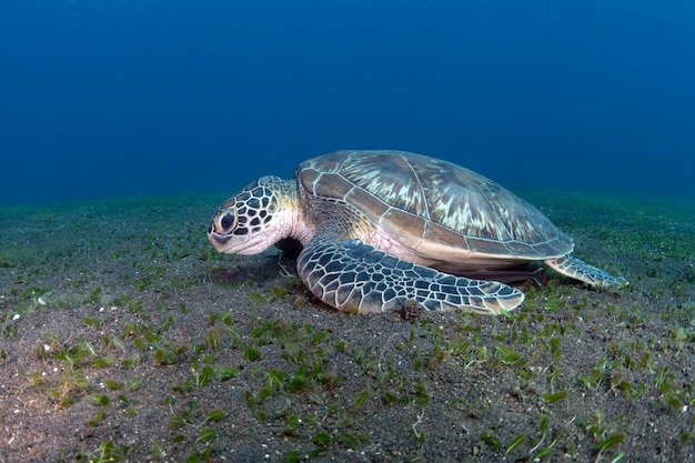 写真 緑のカメ バリの海の生活 インドネシア